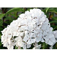 Флокс Phlox Дружек